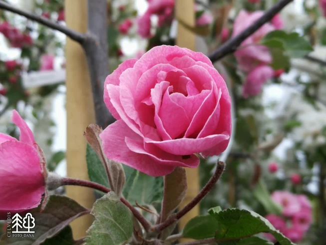 Malus   BRANDYWINE = 'Branzam'